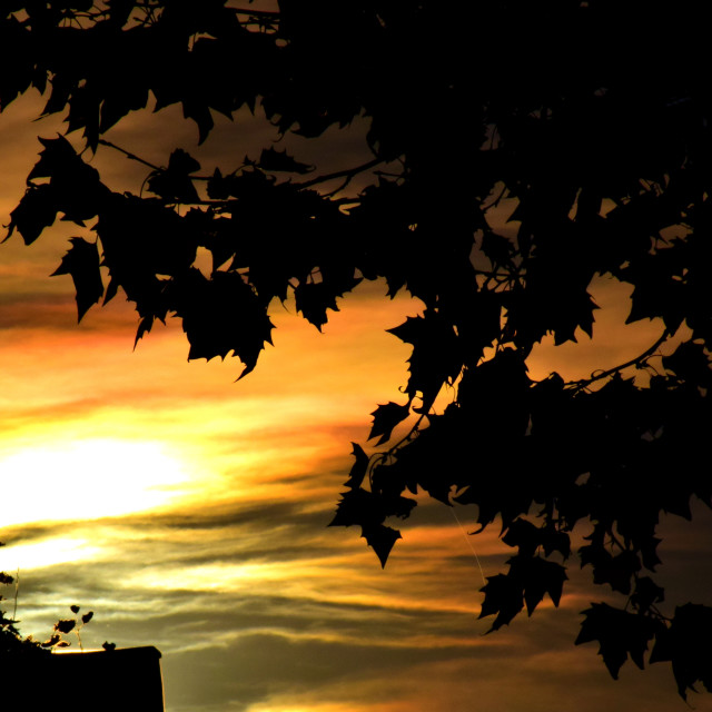 "Sunset between the trees" stock image