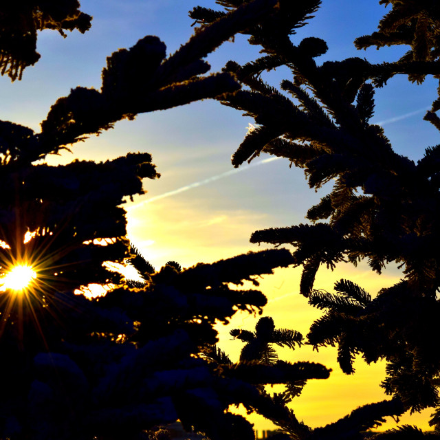 "Sunset between the trees" stock image