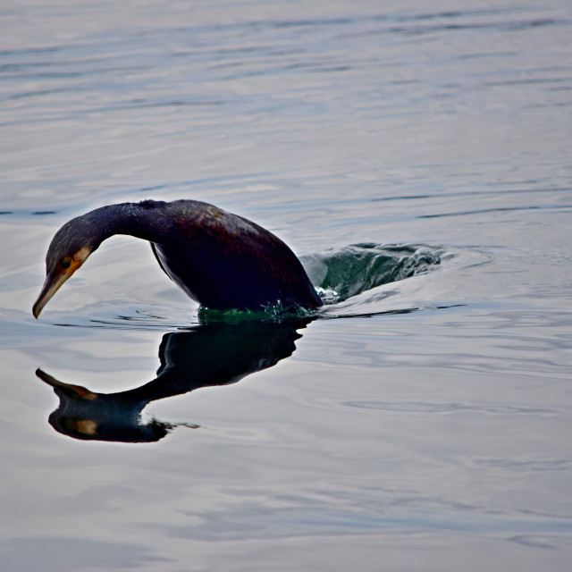 "The cormorant in a dive" by Amit Mendelsohn - £50.00 "The cormorant in a dive" stock image