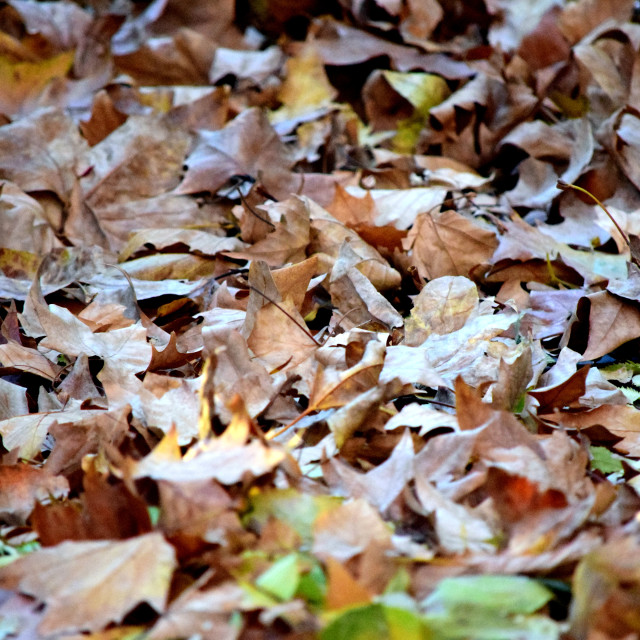 "Dry fallen leaves" by Amit Mendelsohn - £50.00 "Dry fallen leaves" stock image