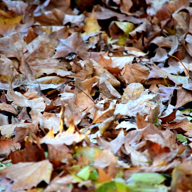 "Dry fallen leaves" stock image