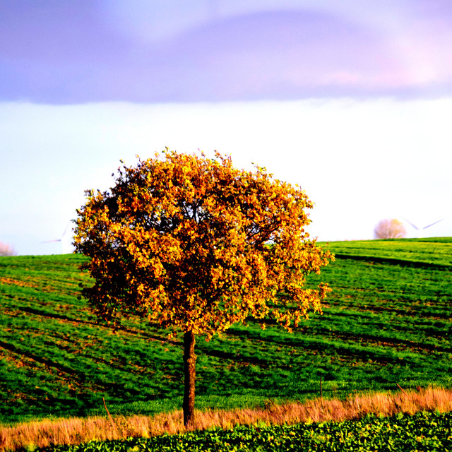 "A tree in the field" stock image