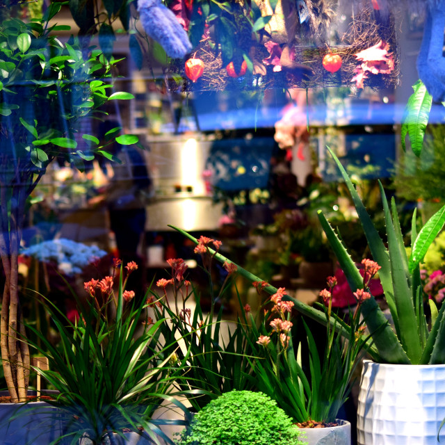 "Plants all over" by Amit Mendelsohn - £50.00 "Plants all over" stock image