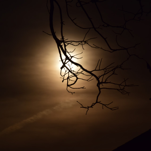 "A branch in the moonlight" stock image