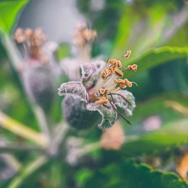 "Apple blossom" stock image