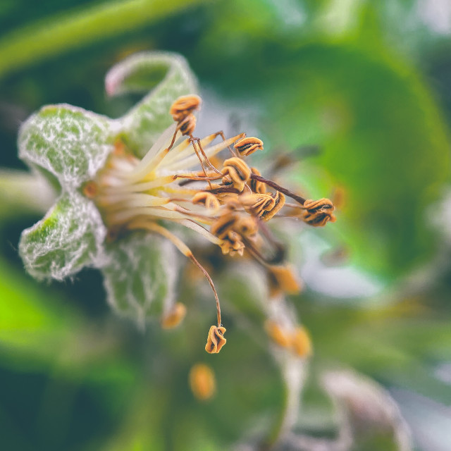 "Apple blossom" stock image