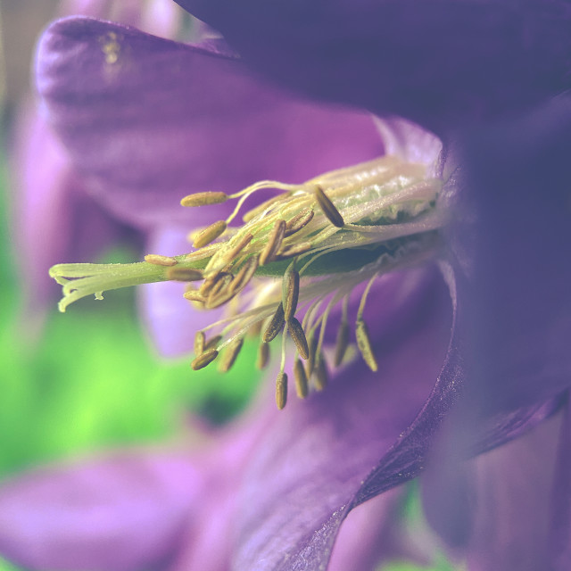 "Aquilegia" stock image