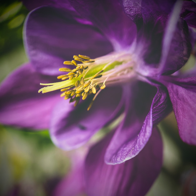 "Aquilegia" stock image