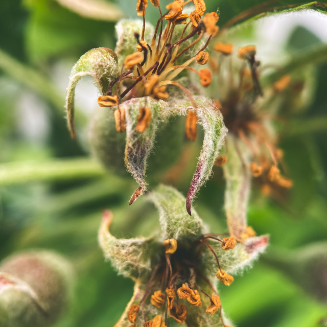 "Apple blossom" stock image