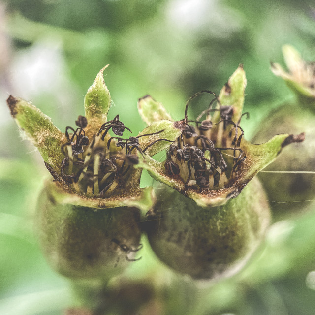 "Apple blossom" stock image