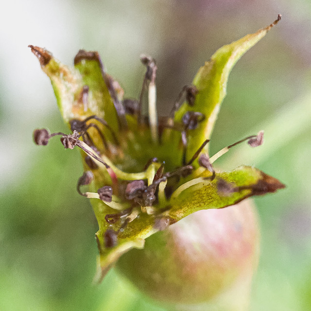 "Apple blossom" stock image