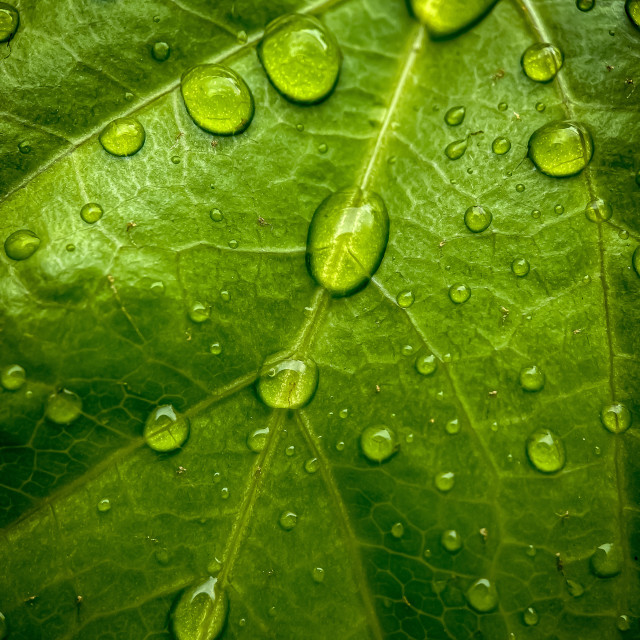 "Wet leaf" stock image