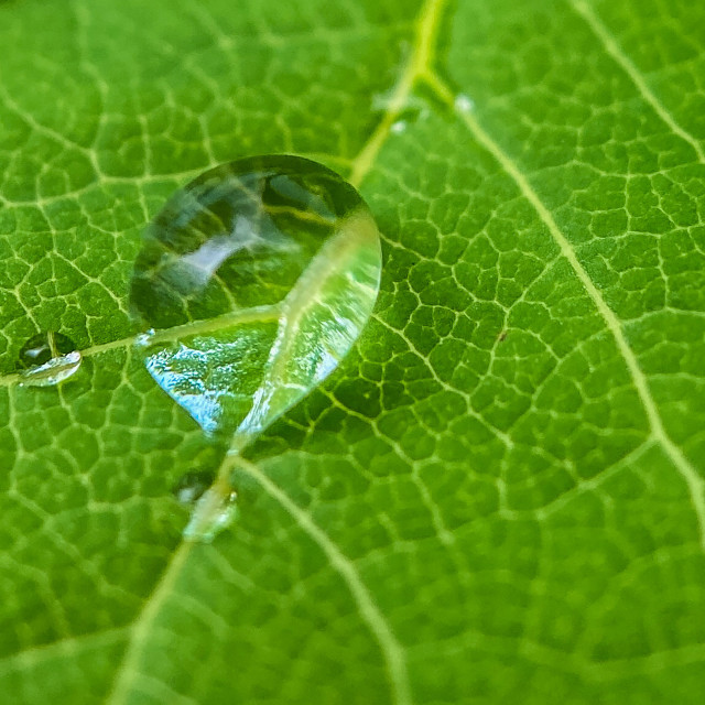 "Wet leaf" stock image