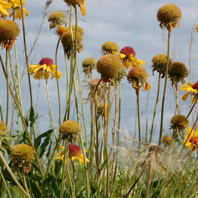 "Wildflowers from fairy level." stock image