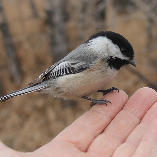 "A Visiting Black-capped Chickadee" stock image