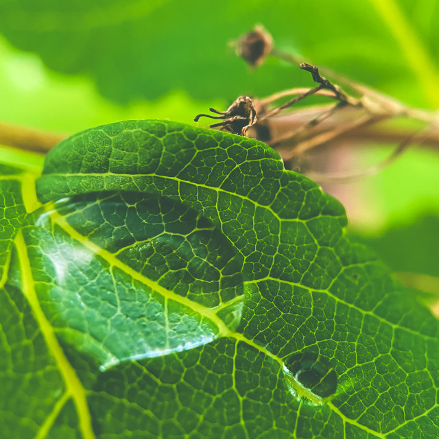 "Wet leaf" stock image