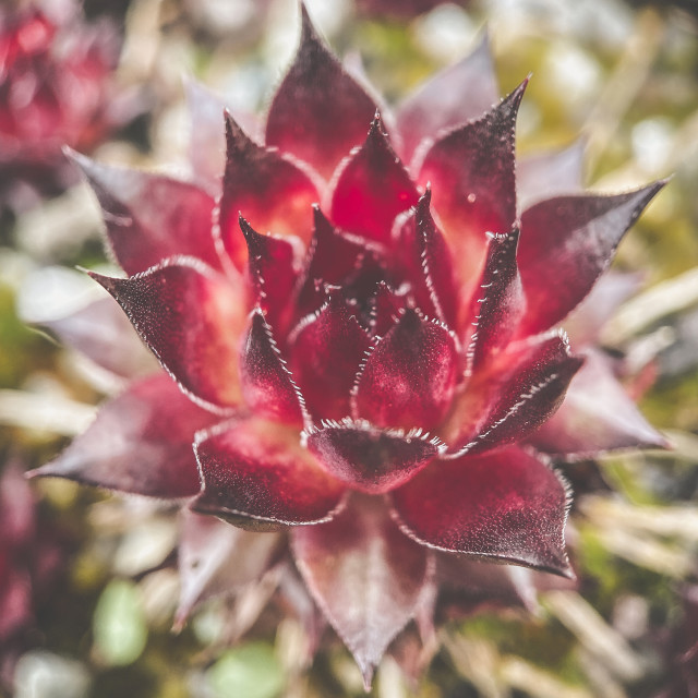 "Red succulent" stock image