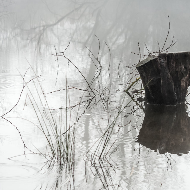 "misty wooded wetland" stock image