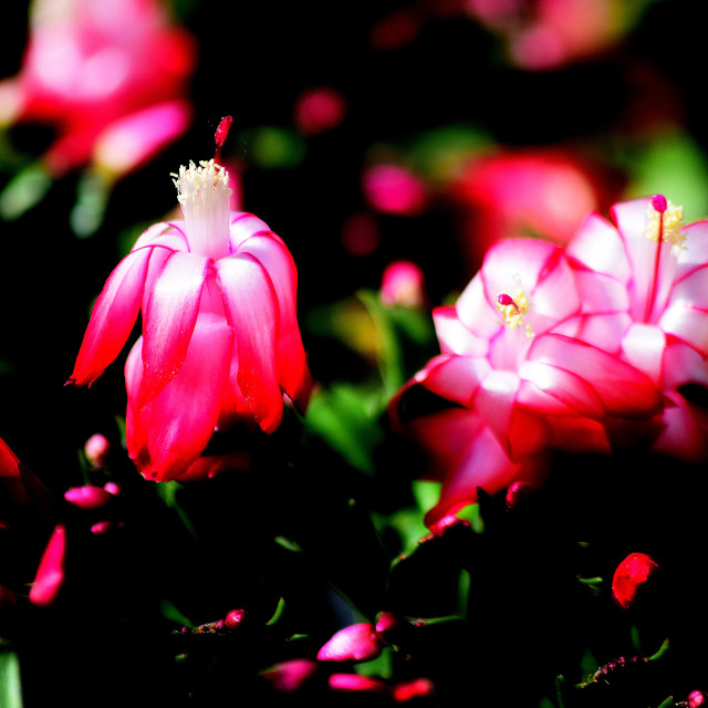 "Schlumbergera truncata" stock image