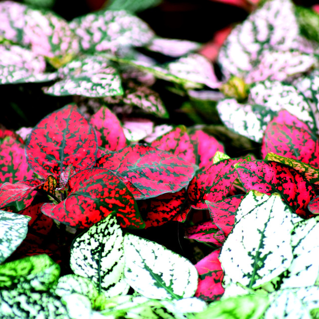 "Different leaves" by Amit Mendelsohn - £50.00 "Different leaves" stock image