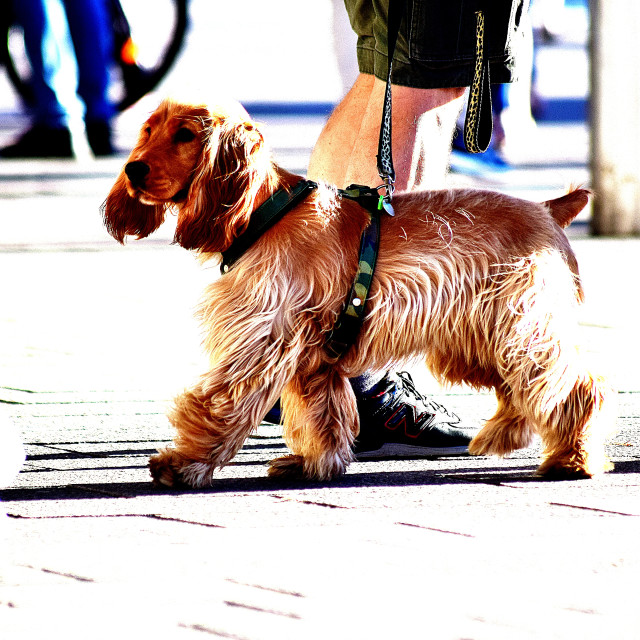 "A cocker spaniel" stock image