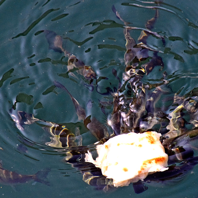 "A swarm of fish" stock image