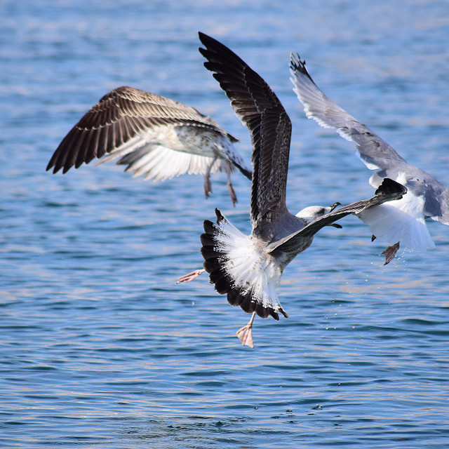 "Food fight in the air" stock image