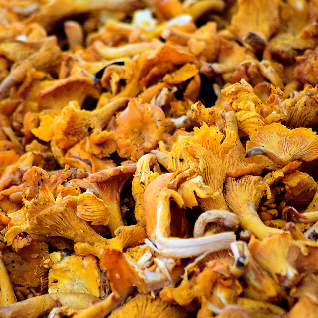 "Girole mushrooms" by Amit Mendelsohn - £50.00 "Girole mushrooms" stock image