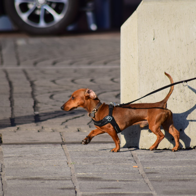 "Small but brave" by Amit Mendelsohn - £50.00 "Small but brave" stock image