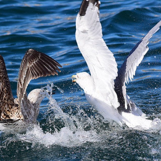 "Seagulls fighting" by Amit Mendelsohn - £50.00 "Seagulls fighting" stock image
