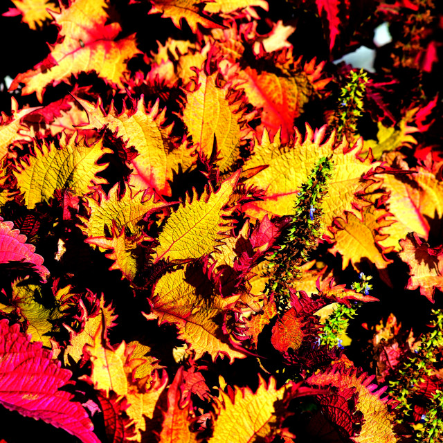 "plants and fancy leaves" by Amit Mendelsohn - £50.00 "plants and fancy leaves" stock image
