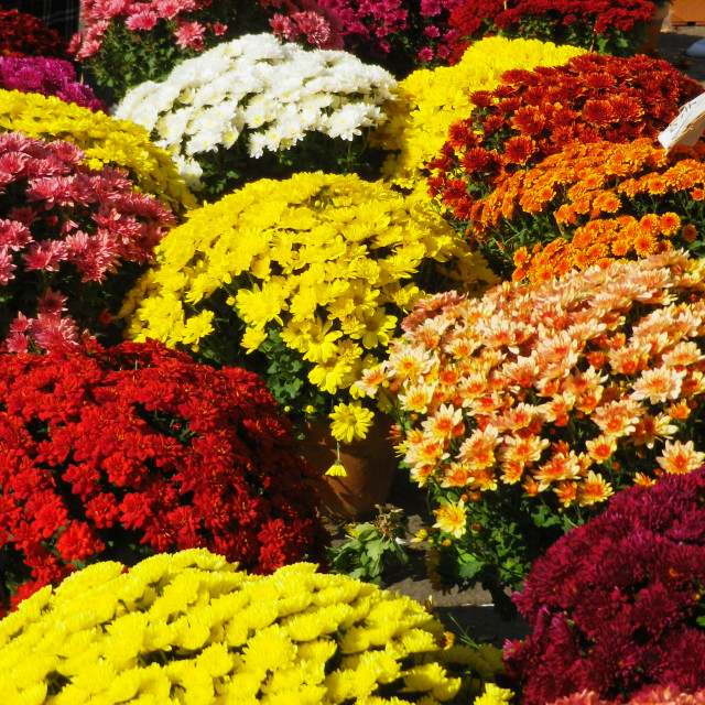 "buckets of flowers Chrysanthemum grandiflorum" stock image