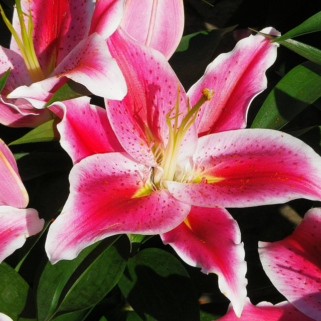 "Madonna Lily" stock image