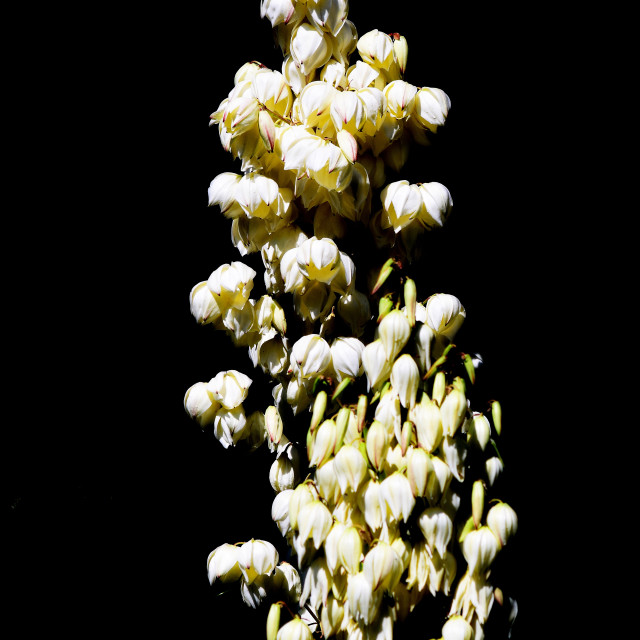 "A white cactus flower Yucca Elata" stock image