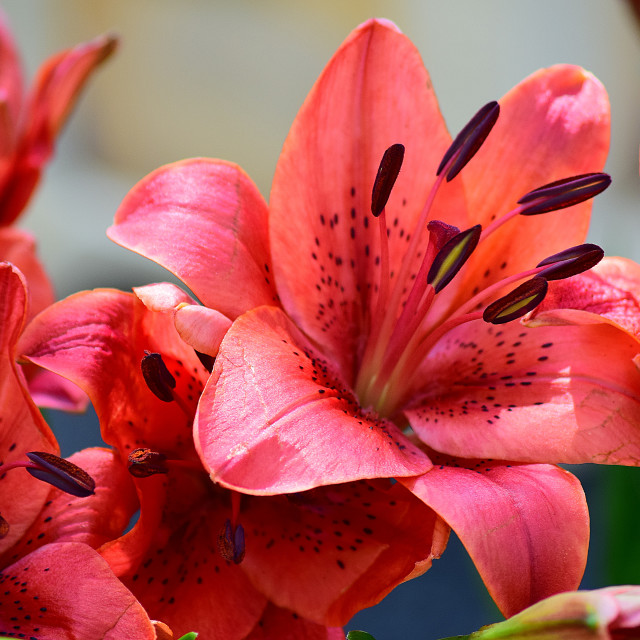 "A red tiger lily" stock image