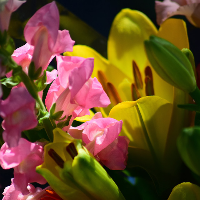 "A pink flower and a yellow lily" stock image