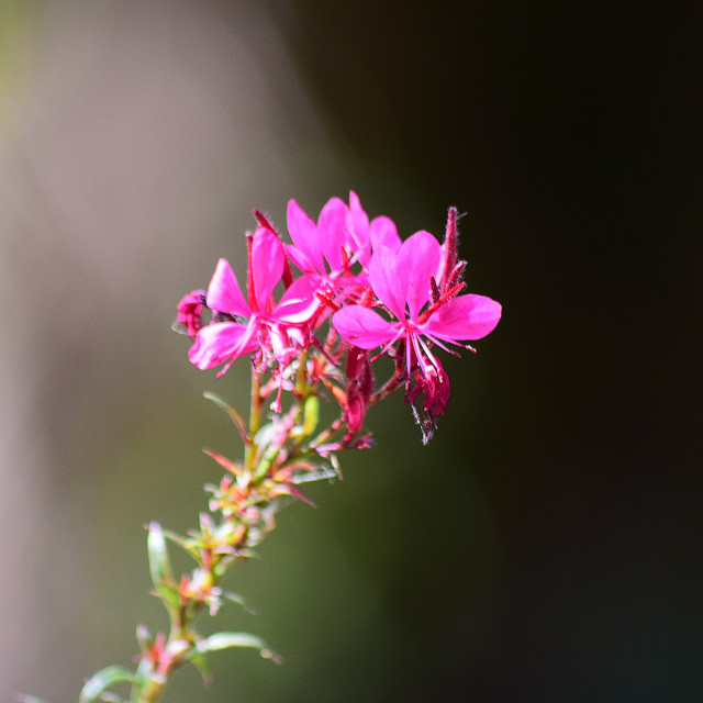 "Gaura lindheimeri" by Amit Mendelsohn - £50.00 "Gaura lindheimeri" stock image