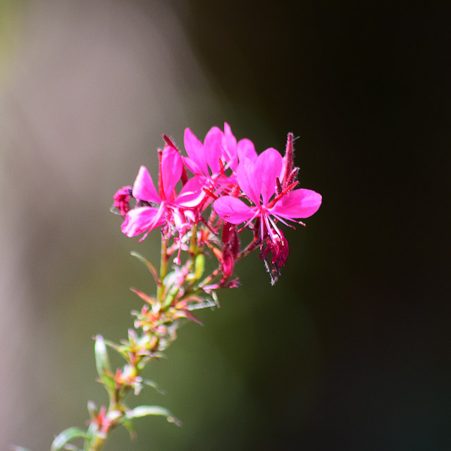 "Gaura lindheimeri" stock image