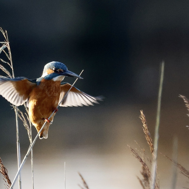 "Kingfisher at dawn, Ireland" stock image