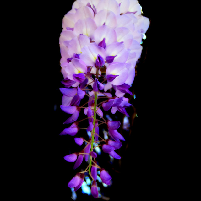 "a purple pink blossom - Chinese wisteria" stock image