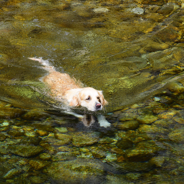 "A water dog" stock image