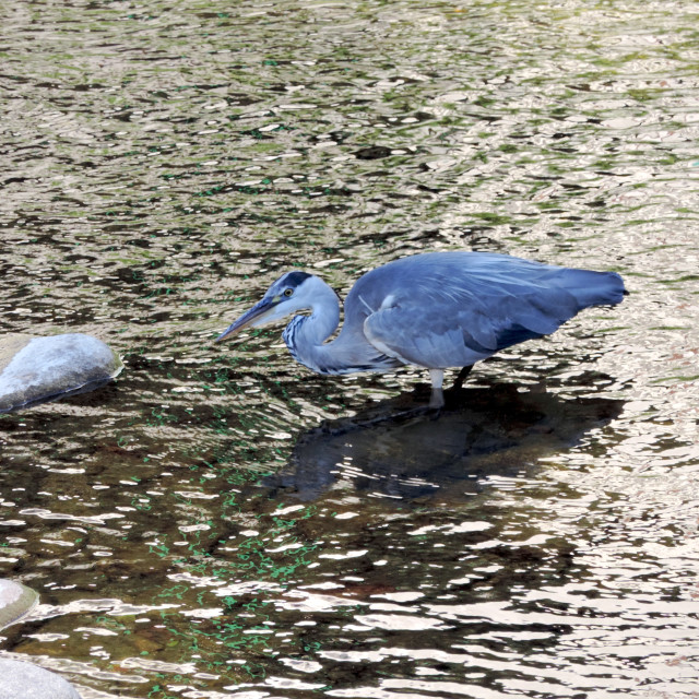 "A heron in the water" by Amit Mendelsohn - £50.00 "A heron in the water" stock image