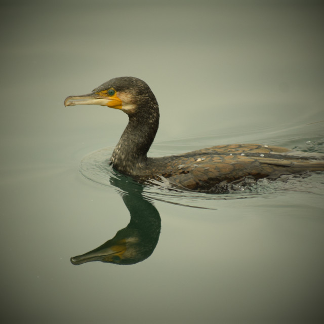 "cormorant" by Amit Mendelsohn - £50.00 "cormorant" stock image