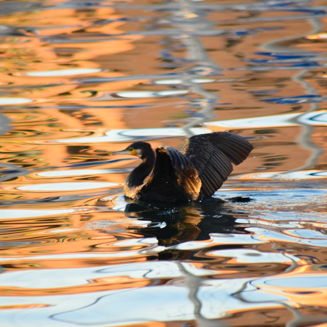 "cormorant about toi take off" stock image