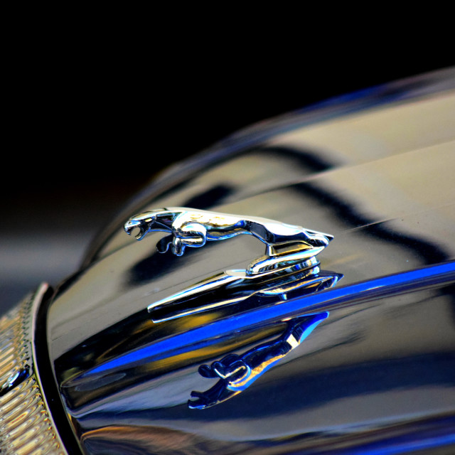 "Jaguar" stock image