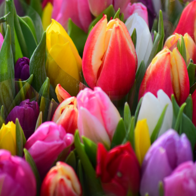 "Tulips" by Amit Mendelsohn - £50.00 "Tulips" stock image