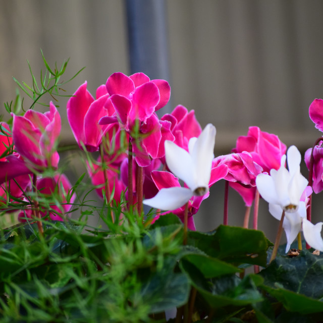 "A cultivated Cyclamen" stock image