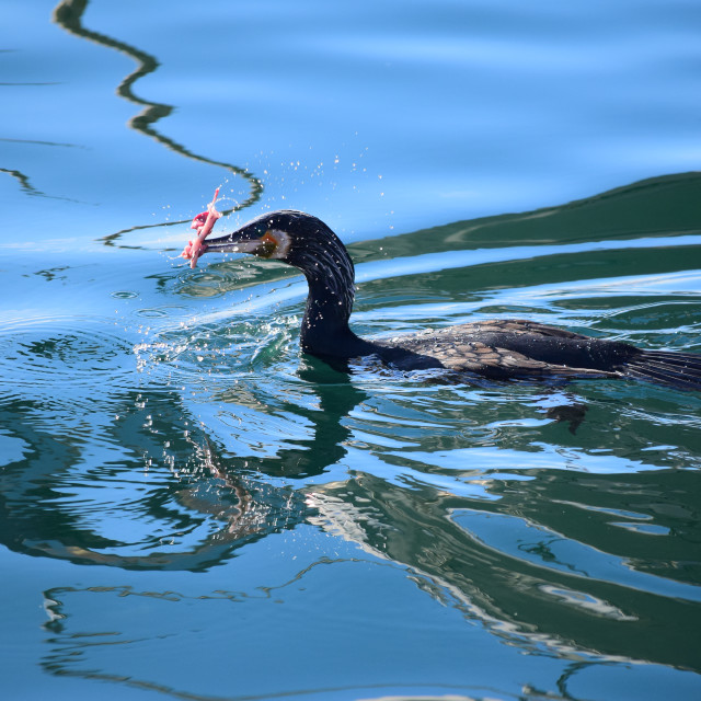 "Cormorant with his prey" by Amit Mendelsohn - £50.00 "Cormorant with his prey" stock image