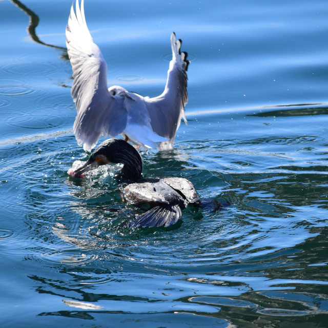 "Seagull trying to steal" stock image