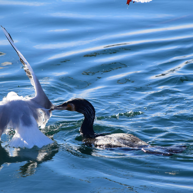 "The cormorant had enough" stock image